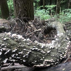 Turkey-tail