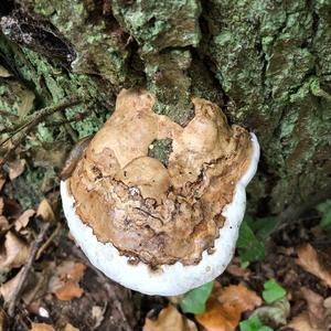 Tinder Polypore