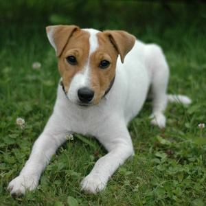 Parson Russell Terrier