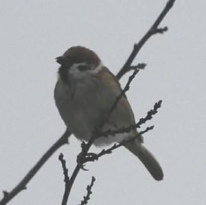 Eurasian Tree Sparrow