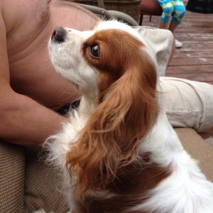 Cavalier King Charles Spaniel