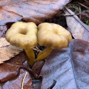 Trumpet Chanterelle