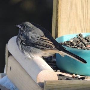 Dark-eyed Junco