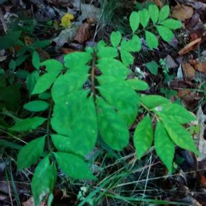 Unknown Species
