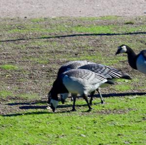 Barnacle Goose