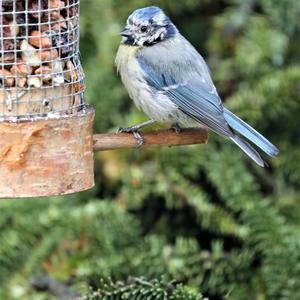 Blue Tit