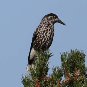 Spotted Nutcracker