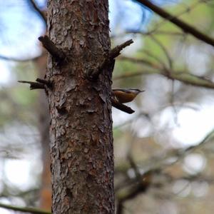 Wood Nuthatch