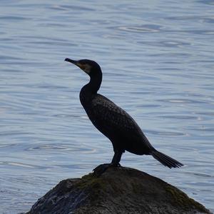 Great Cormorant