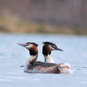 Great Crested Grebe