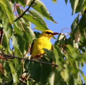 Eurasian Golden Oriole