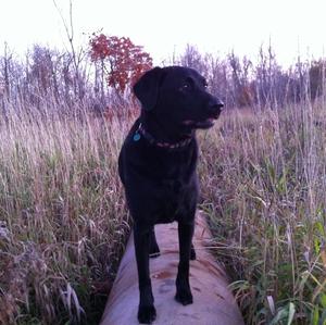 Retriever (Labrador)