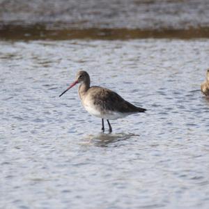 Bar-tailed Godwit