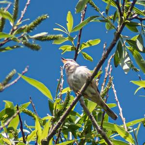 Garden Warbler