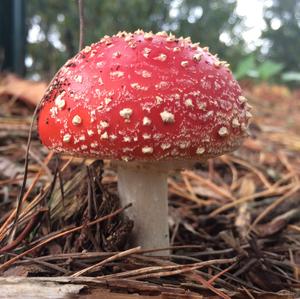 Fly Agaric