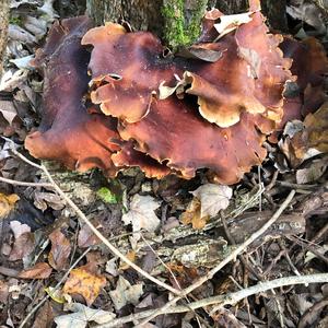 Black-footed Polypore