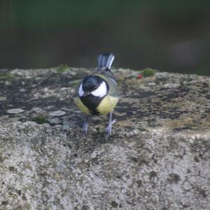 Great Tit