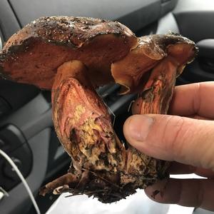 Peppery Bolete