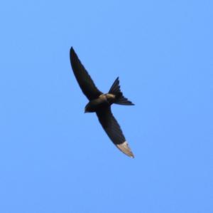 Common Swift