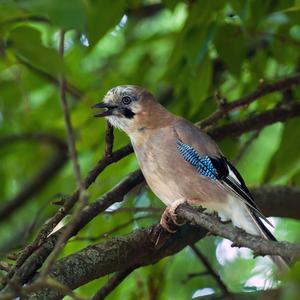 Eurasian Jay