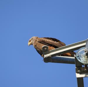 Red Kite