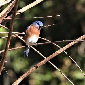 Eastern Bluebird