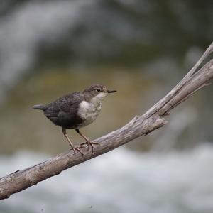 White-throated Dipper