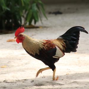 Red Junglefowl