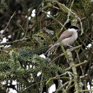 Marsh Tit