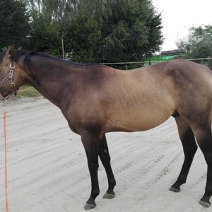 American Quarter Horse
