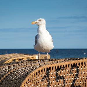 Herring Gull