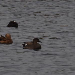 Gadwall