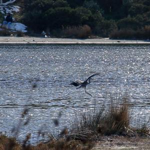 Grey Heron