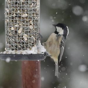 Coal Tit