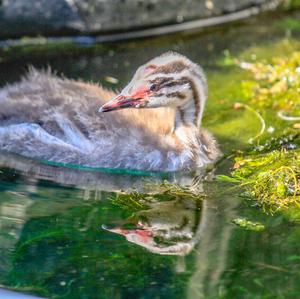 Great Crested Grebe