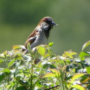 House Sparrow