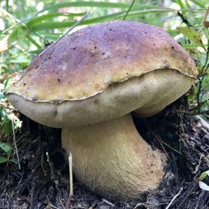 King Bolete