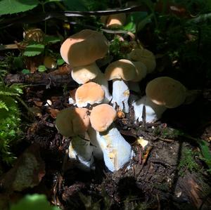 Hedgehog Fungus, Common