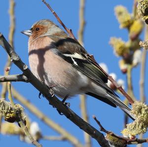 Eurasian Chaffinch