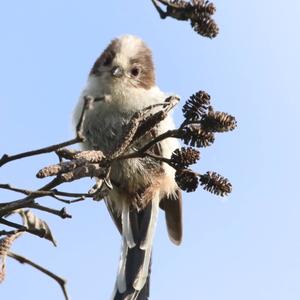 Long-tailed Tit