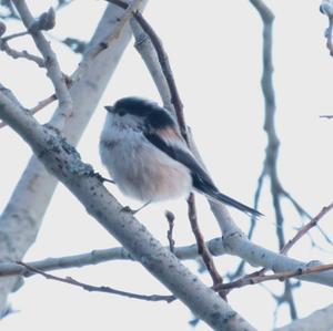 Long-tailed Tit