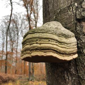 Tinder Polypore