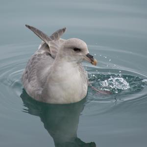 Northern Fulmar