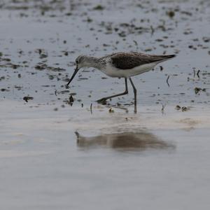 Marsh Sandpiper