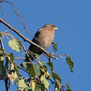 Eurasian Chaffinch