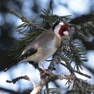 European Goldfinch