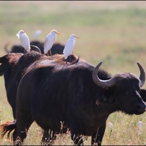 Cattle Egret