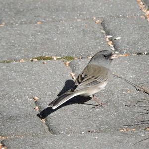 Dark-eyed Junco