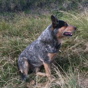 Australian Cattle Dog