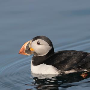 Atlantic Puffin